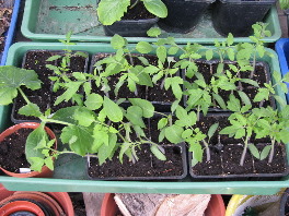 Tomaten-Pflanzen